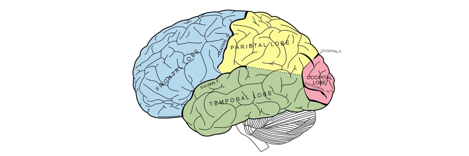 The Properties of Human Memory and Their Importance for Information Visualization