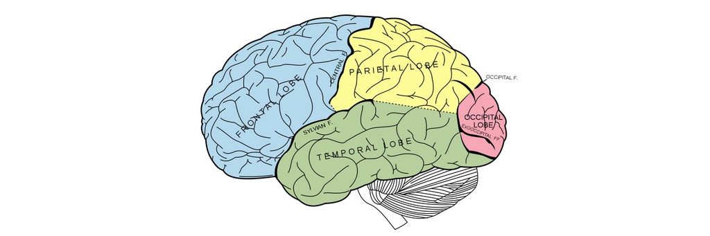 The Properties of Human Memory and Their Importance for Information Visualization