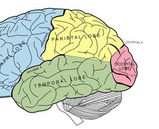 The Properties of Human Memory and Their Importance for Information Visualization - Article hero image
