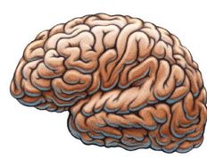 Three Common Models of the Brain to Help You Develop Better User Experiences - Article hero image