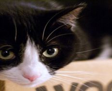 Creating Lust, Desirability and the Mobile User Experience - Article hero image