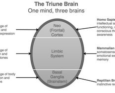 The Concept of the "Triune Brain" - Article hero image