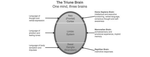 The Concept of the "Triune Brain" - Article hero image
