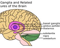 Our Three Brains - The Reptilian Brain - Article hero image