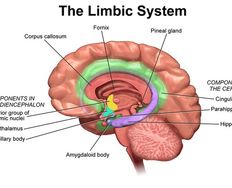 Our Three Brains - The Emotional Brain - Article hero image