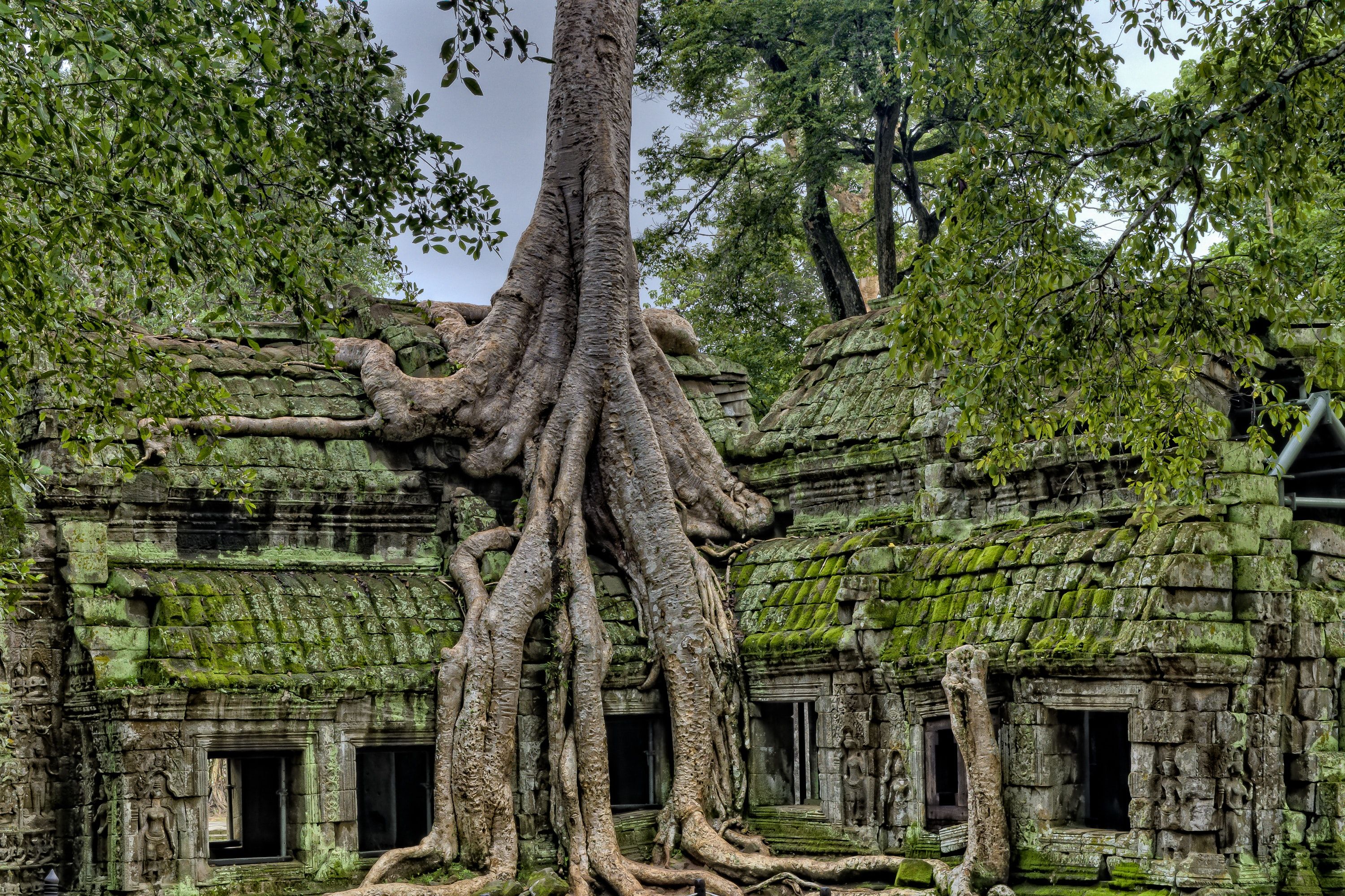 At Ta Prohm's ancient temple ruins, the stone structures are covered in thick foliage. In this image, a large tree's roots cover an entire temple.