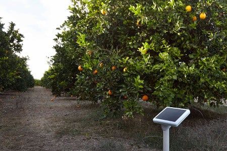 An image showing a crop sensor in a field.