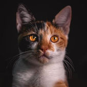 Saurabh Rautela's Profile Picture