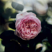 Emma Ko's Profile Picture