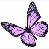 Isel Alizade's Profile Picture