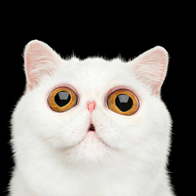 View Danielle Pebbles