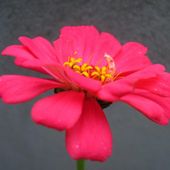 Arunima Shekhar's Profile Picture