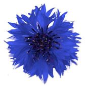 Ilze Vevere's Profile Picture