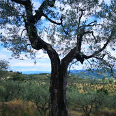 Barbara Rodeghiero's Profile Picture